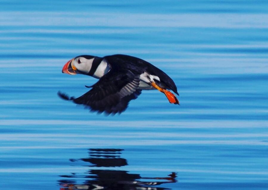 Reykjavik: Puffin Watching Tour by RIB Speedboat - Why a RIB Speedboat Makes Puffin Time Work in Reykjavik