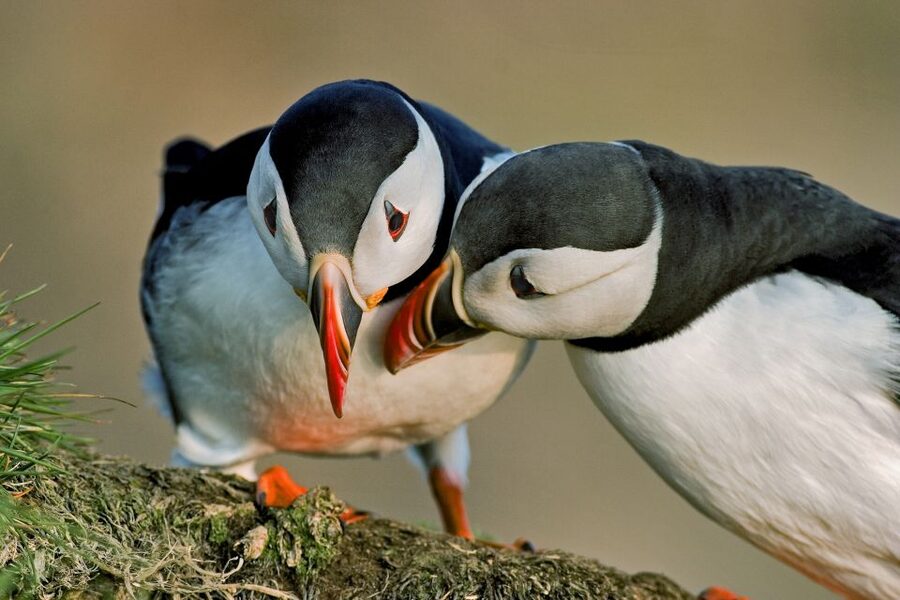 Reykjavik: Puffin Watching Tour by RIB Speedboat - Learning Onboard: the Special Tours App Adds a Useful Extra Layer