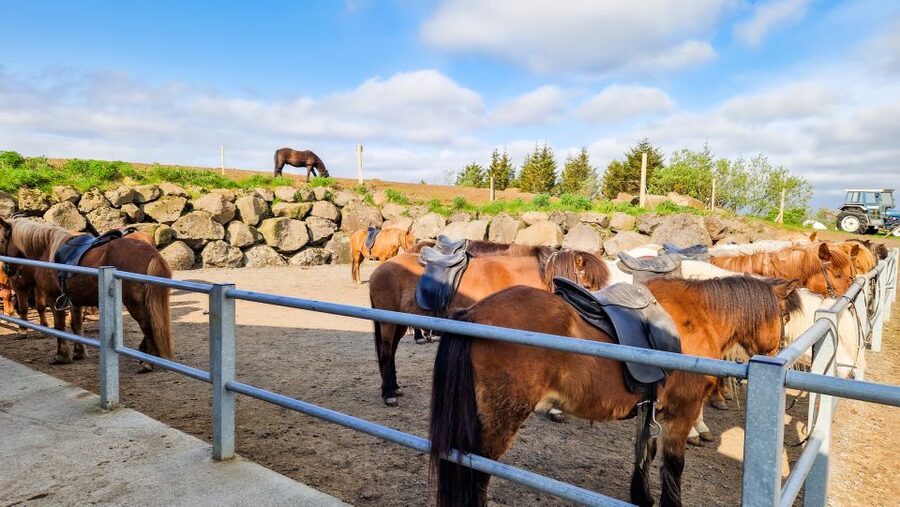 Reykjavik: Red Lava Horse Riding Tour - How the Guides Keep It Safe (and actually fun)