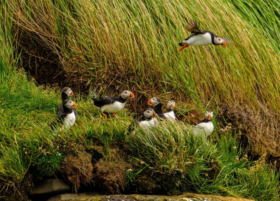 Reykjavík: RIB Speed-Boat Puffin Watching Tour - Gear, warmth, and what you’ll wear on the boat
