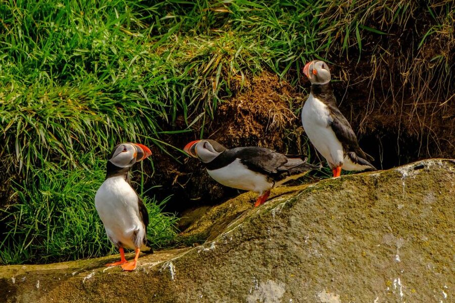 Reykjavík: RIB Speed-Boat Puffin Watching Tour - Comfort, seating, and the one drawback to plan around