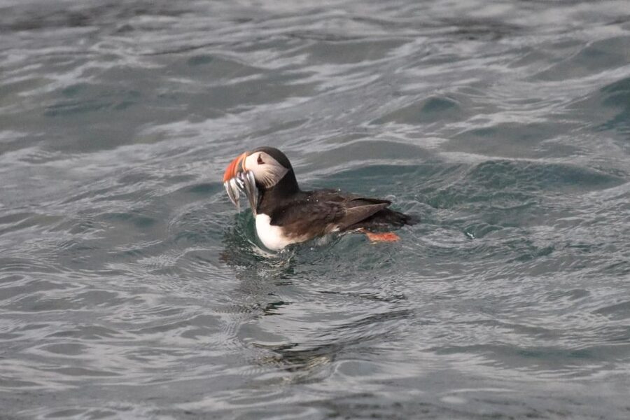 Reykjavík: RIB Speed-Boat Puffin Watching Tour - Reykjavík to the Bay of Reykjavík: the ride that sets the mood