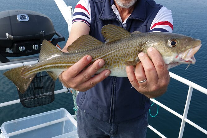 Reykjavik's Finest Catch: Guided Sea Angling Tour for All Levels - Why this Reykjavík sea angling tour feels different (and better)