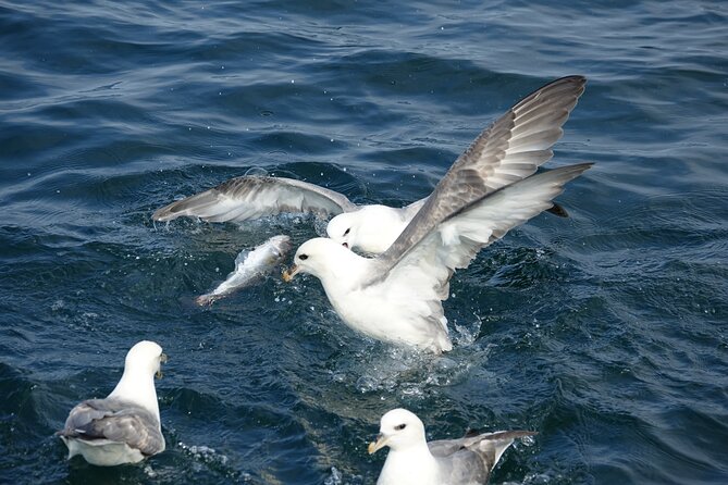Reykjavik's Finest Catch: Guided Sea Angling Tour for All Levels - What you can catch in Reykjavík (and how beginners aren’t left behind)