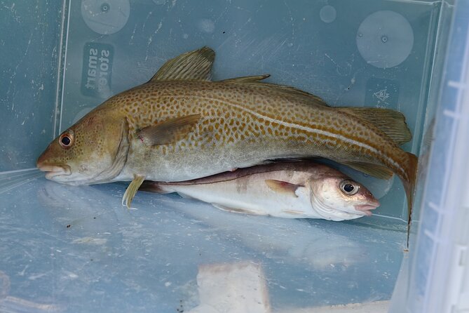 Reykjavik's Finest Catch: Guided Sea Angling Tour for All Levels - Weather reality: rough seas, cancellations, and how to plan like a pro
