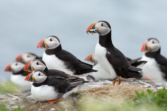 Reykjavik Shore Excursion: Puffin Sightseeing Cruise - Key things that make this puffin cruise worth your time