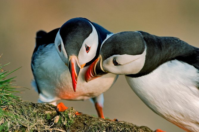 Reykjavik Shore Excursion: Puffin Sightseeing Cruise - The boat ride: how close you’ll get to puffins (and what to do about it)