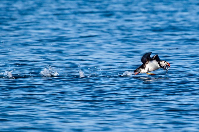 Reykjavik Shore Excursion: Puffin Sightseeing Cruise - The wildlife loop: the photo-friendly quiet time and what you’ll actually see
