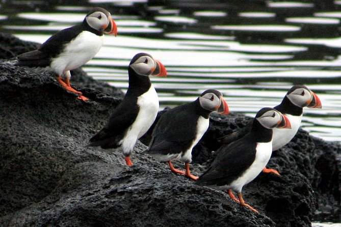Reykjavik Shore Excursion: Puffin Sightseeing Cruise - Timing, group size, and choosing your departure window