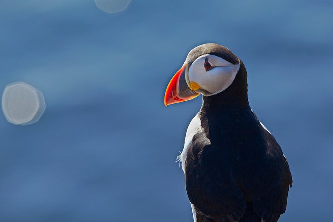 Reykjavik Shore Excursion: Puffin Sightseeing Cruise - Practical tips for your cruise day (so the puffins win)