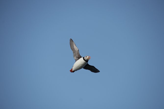 Reykjavik Shore Excursion: Puffin Sightseeing Cruise - Worry-free return to the ship: what you should understand before you sail