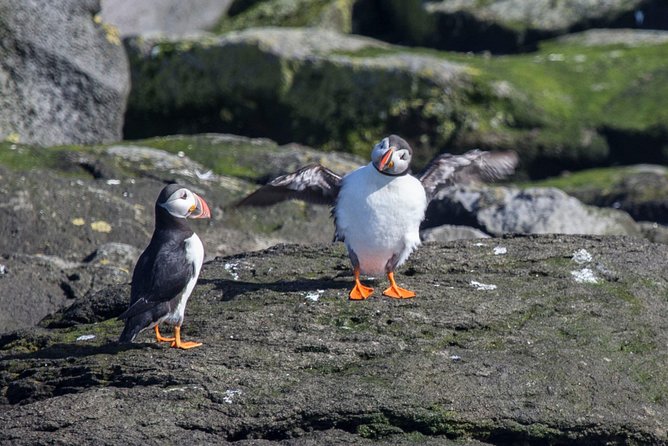 Reykjavik Shore Excursion: Puffin Sightseeing Cruise - Binoculars onboard and the guide’s job: spotting is easier when you know what to scan