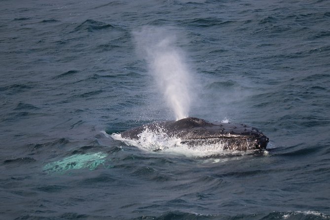 Reykjavik Shore Excursion: Whale-Watching Cruise - Key Things I’d Book This For