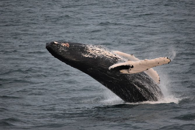 Reykjavik Shore Excursion: Whale-Watching Cruise - Skarfabakki Harbour To Faxaflói Bay: What the Cruise Is Like