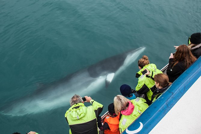 Reykjavik Shore Excursion: Whale-Watching Cruise - Species You’re Targeting (and What If You See Mostly Dolphins)