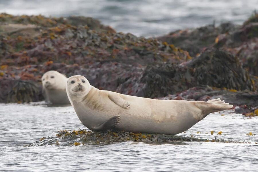 Reykjavik: Small-Group Snaefellsnes Peninsula Adventure Tour - Djúpalónssandur Black Sand Beach: Shipwreck History Meets a Short Stroll