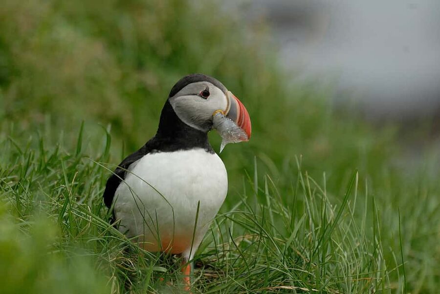 Reykjavík: Small Group Southern Iceland Day Trip - Dyrhólaey: the Keyhole Island rock arch and puffins (45 minutes)