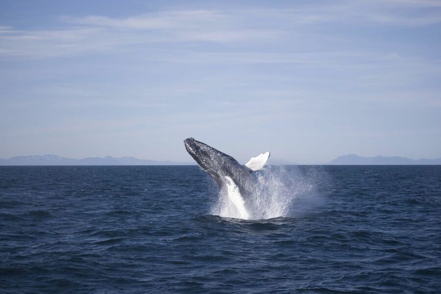Reykjavik: the Original 3-Hour Whale Watching Tour - Key things that make this tour work