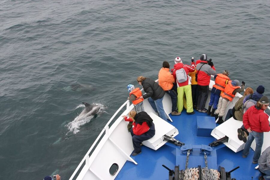 Reykjavik: the Original 3-Hour Whale Watching Tour - Why Faxaflói Bay is so good for whale watching