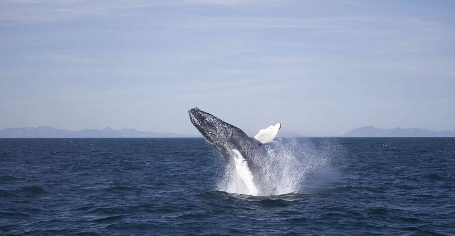 Reykjavik: the Original 3-Hour Whale Watching Tour - Boarding the boat: warmth, WiFi, and the view strategy