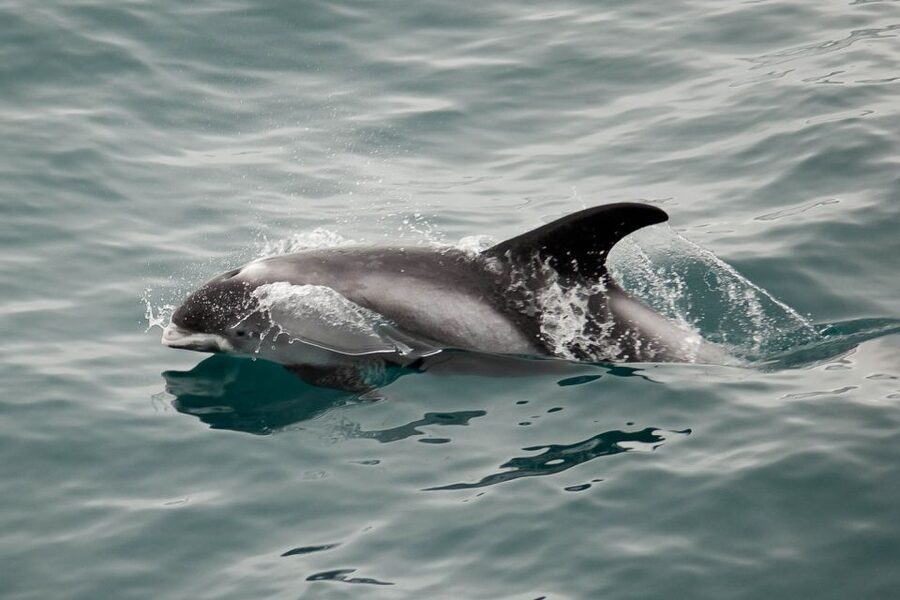 Reykjavik: the Original 3-Hour Whale Watching Tour - What happens during the 3 hours at sea