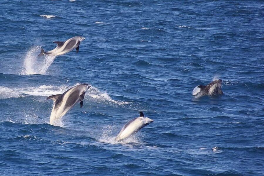 Reykjavik: the Original 3-Hour Whale Watching Tour - The animals you’re likely to see (and what to watch for)