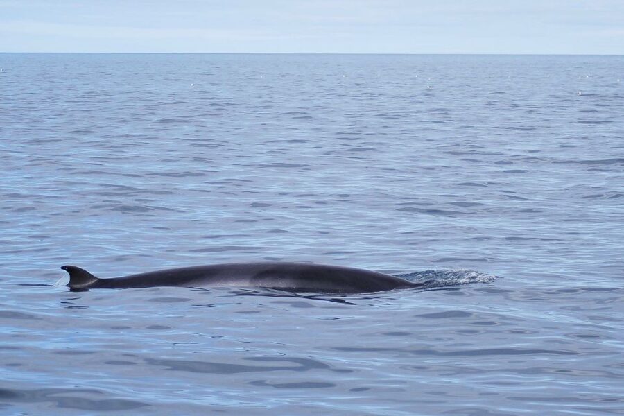 Reykjavik: the Original 3-Hour Whale Watching Tour - Responsible whale watching: the code of conduct you can feel