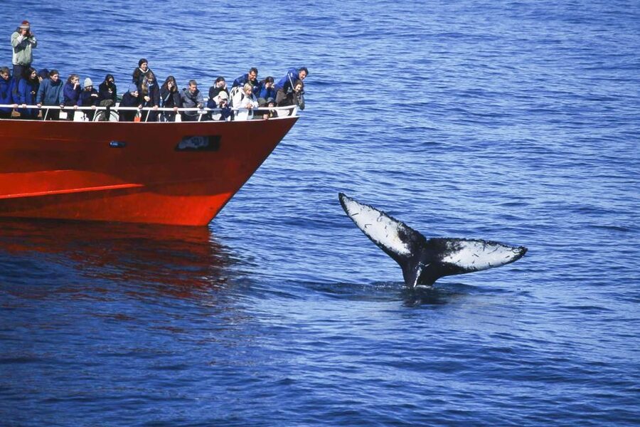Reykjavik: the Original 3-Hour Whale Watching Tour - Price and value: what $108 buys you (and why it can be worth it)