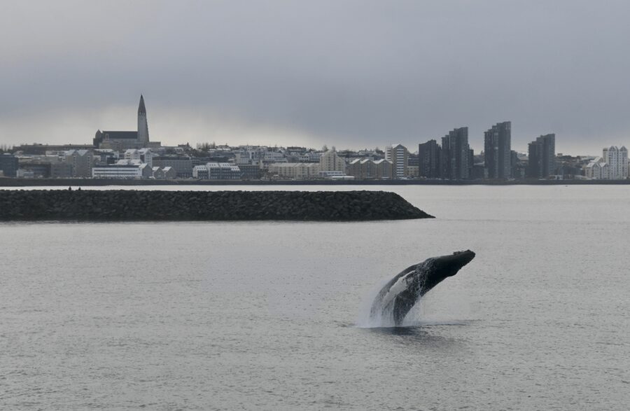 Reykjavik: the Original 3-Hour Whale Watching Tour - Extra touches that make the trip feel complete