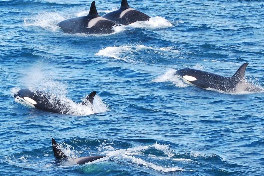 Reykjavik: the Original 3-Hour Whale Watching Tour - Old Harbour check-in and the Whale Watching Centre stop