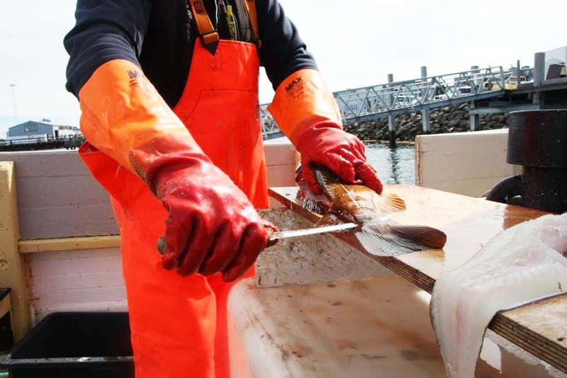 Reykjavik: Traditional Sea Fishing with BBQ Feast - Fishing for cod and haddock: how the trip actually works
