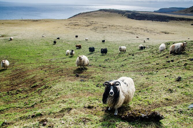 Reykjavik - Westman Islands (Bus transfer to Landeyjahöfn) - Price and Value: Is $60 Worth It?