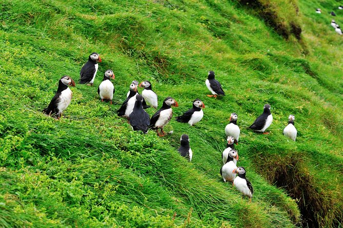 Reykjavik - Westman Islands (Bus transfer to Landeyjahöfn) - Who This Transfer Fits Best
