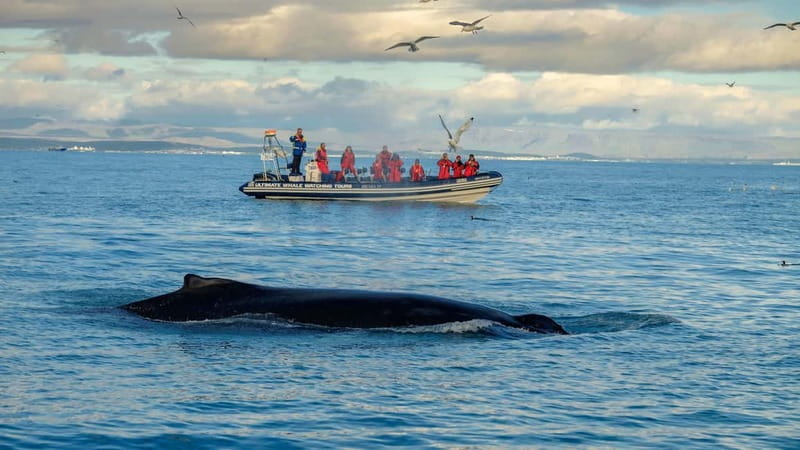 Reykjavik: Whale and Puffin Watching RIB Boat Tour - Key things to know before you go
