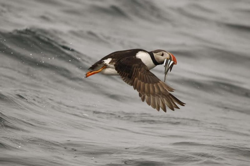 Reykjavik: Whale and Puffin Watching RIB Boat Tour - Your guide matters: what marine-biologist commentary changes