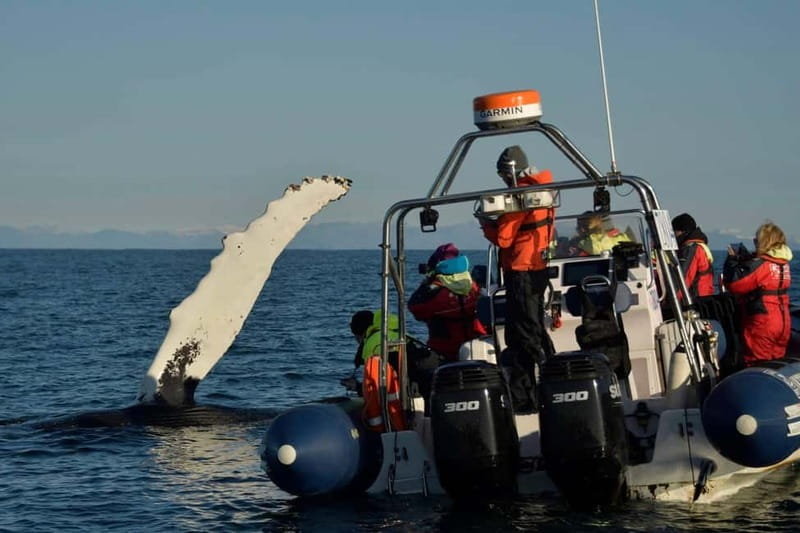 Reykjavik: Whale and Puffin Watching RIB Boat Tour - How the 2-hour timing works (and why it’s not too short)
