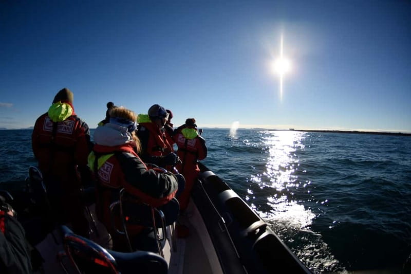 Reykjavik: Whale and Puffin Watching RIB Boat Tour - Price and value: what $200 buys on this kind of tour