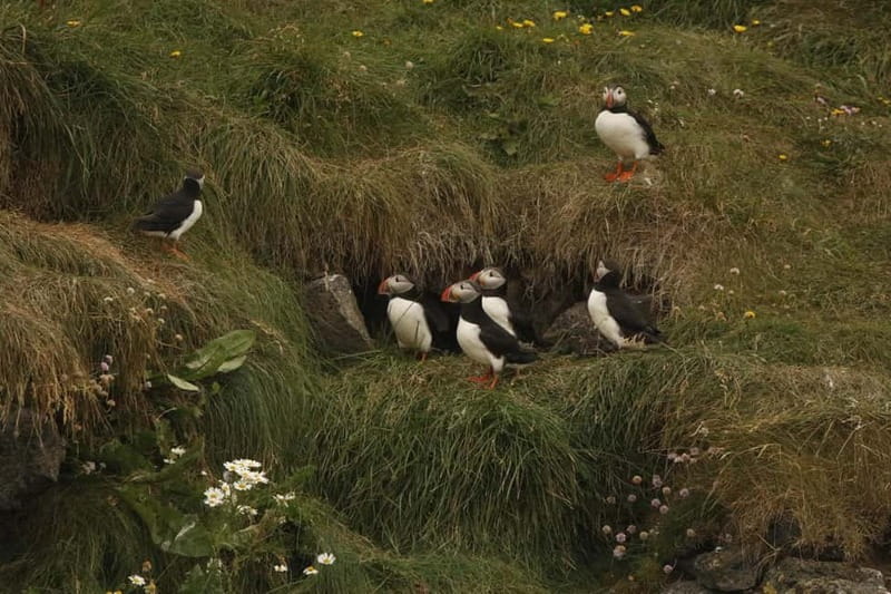 Reykjavik: Whale and Puffin Watching RIB Boat Tour - Who should book this RIB whale and puffin tour