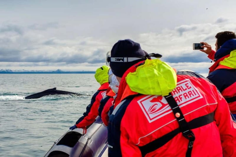 Reykjavik: Whale and Puffin Watching RIB Boat Tour - The RIB ride: why smaller boats can mean closer sightings