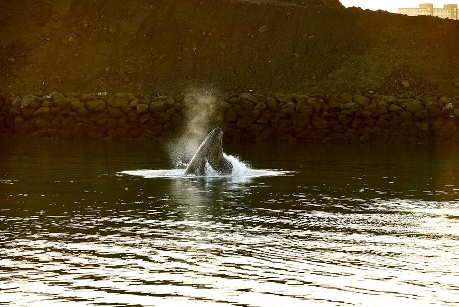 Reykjavik: Whale & Marine Adventure Tour - Meet Your Guide: A Real Species Primer Before You Sail