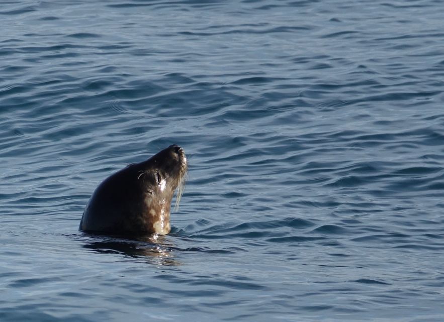 Reykjavik: Whale & Marine Adventure Tour - How Long It Really Takes: The 2.5–3.5 Hour Reality