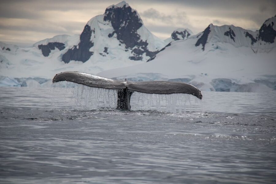 Reykjavik: Whale & Marine Adventure Tour - Price and Value for $104: What You’re Buying