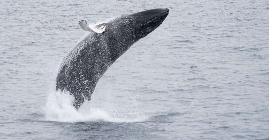 Reykjavik: Whale & Marine Adventure Tour - If There Are No Whales: The Return Ticket Plan
