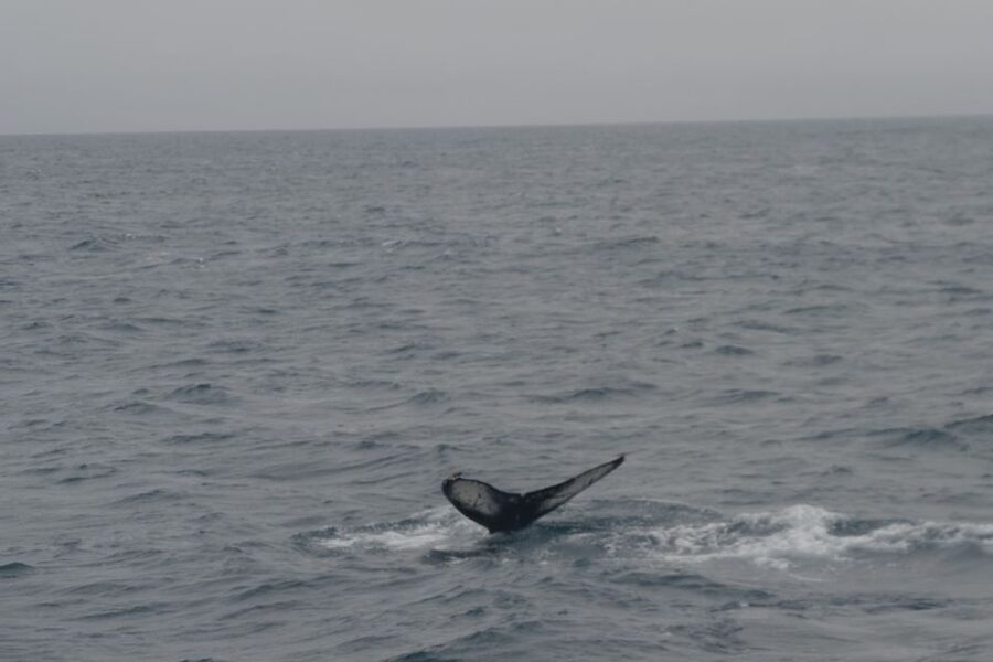 Reykjavik: Whale Watching and Dolphin Watching Yacht Cruise - Quick hits before you go