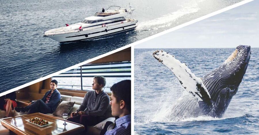 Reykjavik: Whale Watching and Dolphin Watching Yacht Cruise - How the 3 Hours Usually Play Out at Sea