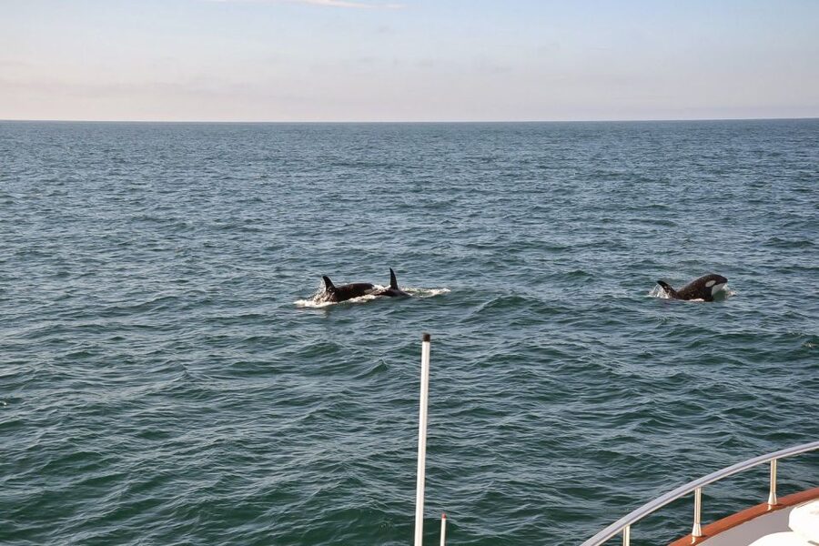 Reykjavik: Whale Watching and Dolphin Watching Yacht Cruise - What You Can Spot: Whales, Dolphins, Seals, Birds, and Puffins