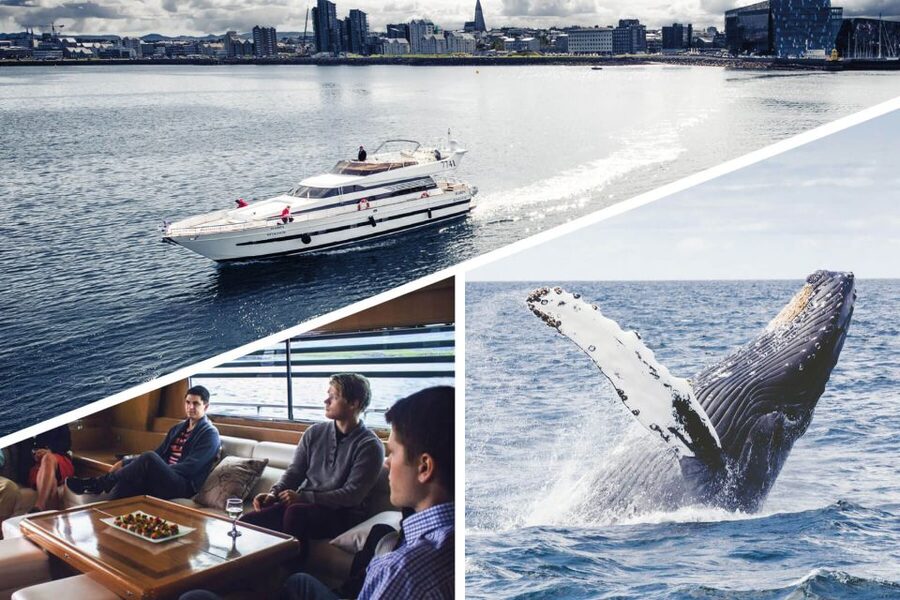 Reykjavik: Whale Watching and Dolphin Watching Yacht Cruise - Onboard Guidance: Getting Better at Spotting Fast