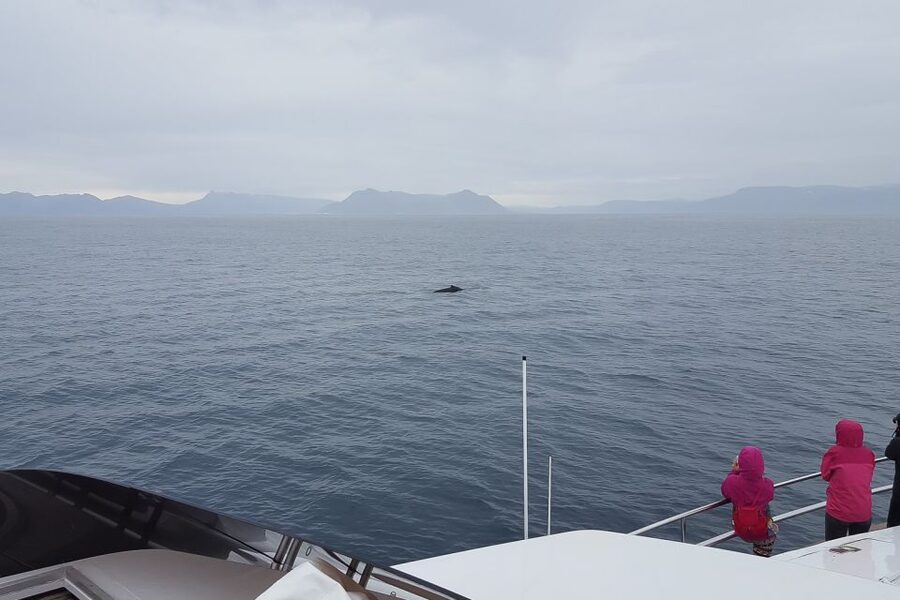 Reykjavik: Whale Watching and Dolphin Watching Yacht Cruise - Warmth, Gear, and the Extras That Save Your Trip