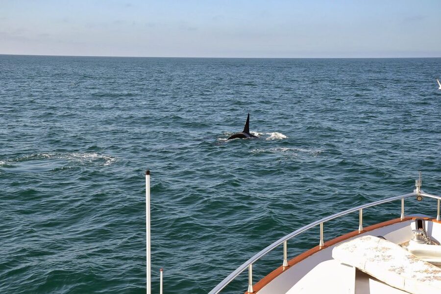 Reykjavik: Whale Watching and Dolphin Watching Yacht Cruise - Value and Price: What $106 Buys You (and What It Doesn’t)