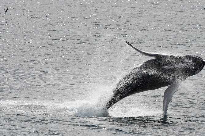 Reykjavik Whale Watching and Lava Show - Key Takeaways Before You Go